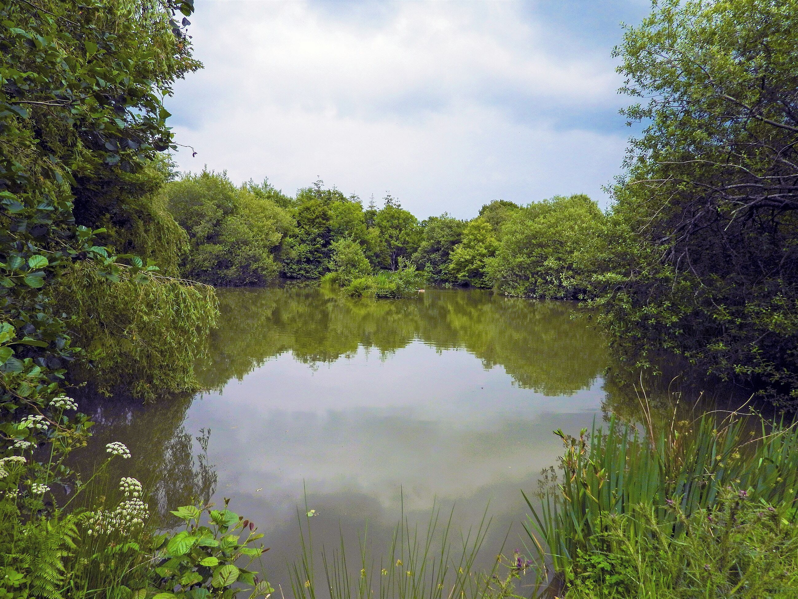 A calm lake surrounded by dense greenery and trees.