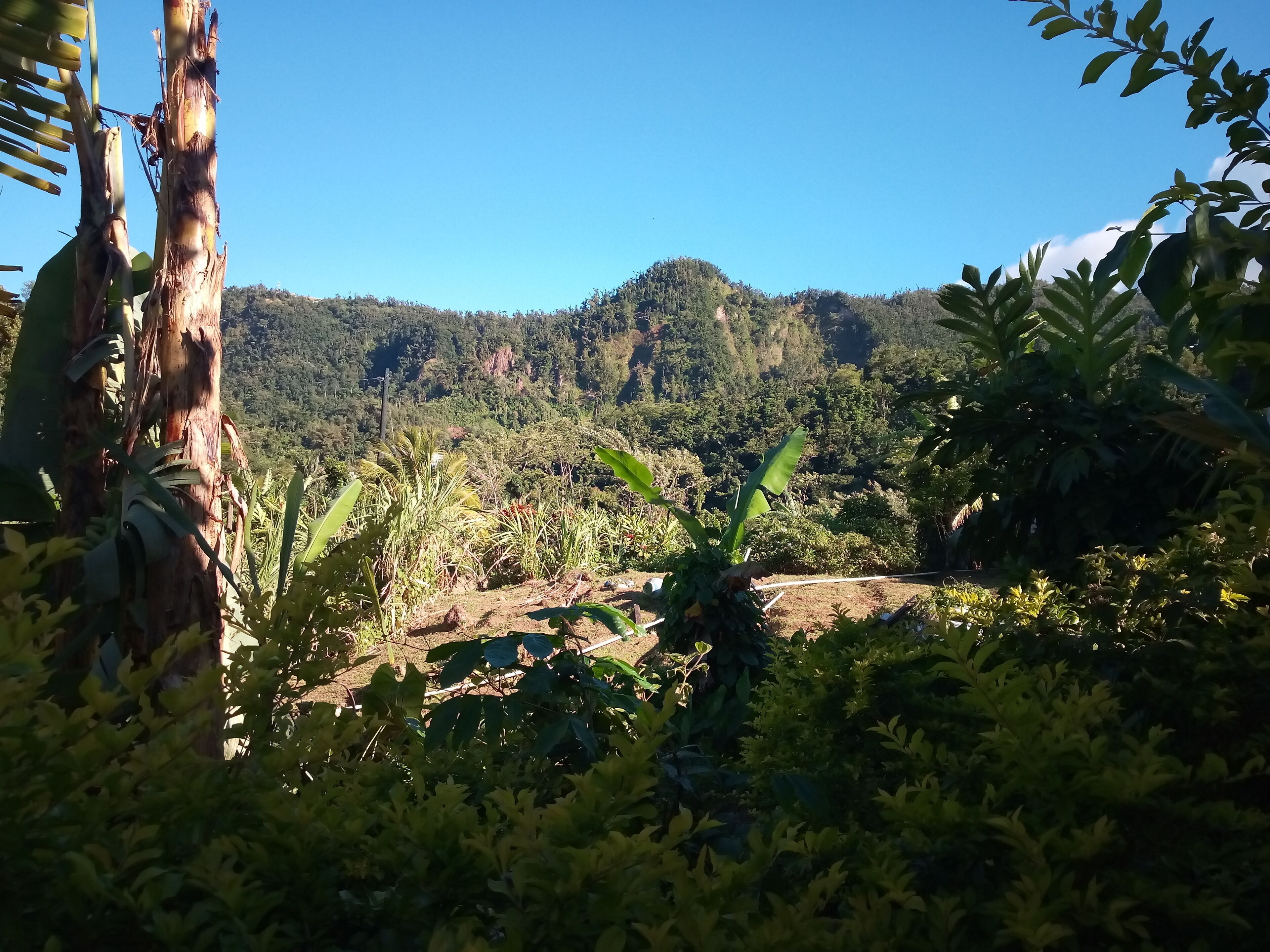 Cabane (Mango) | Jardin