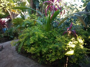 Garden - Wales Yard (Roseau)