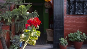Una flor roja en una maceta, una silla de mimbre y la entrada de un edificio con una puerta.