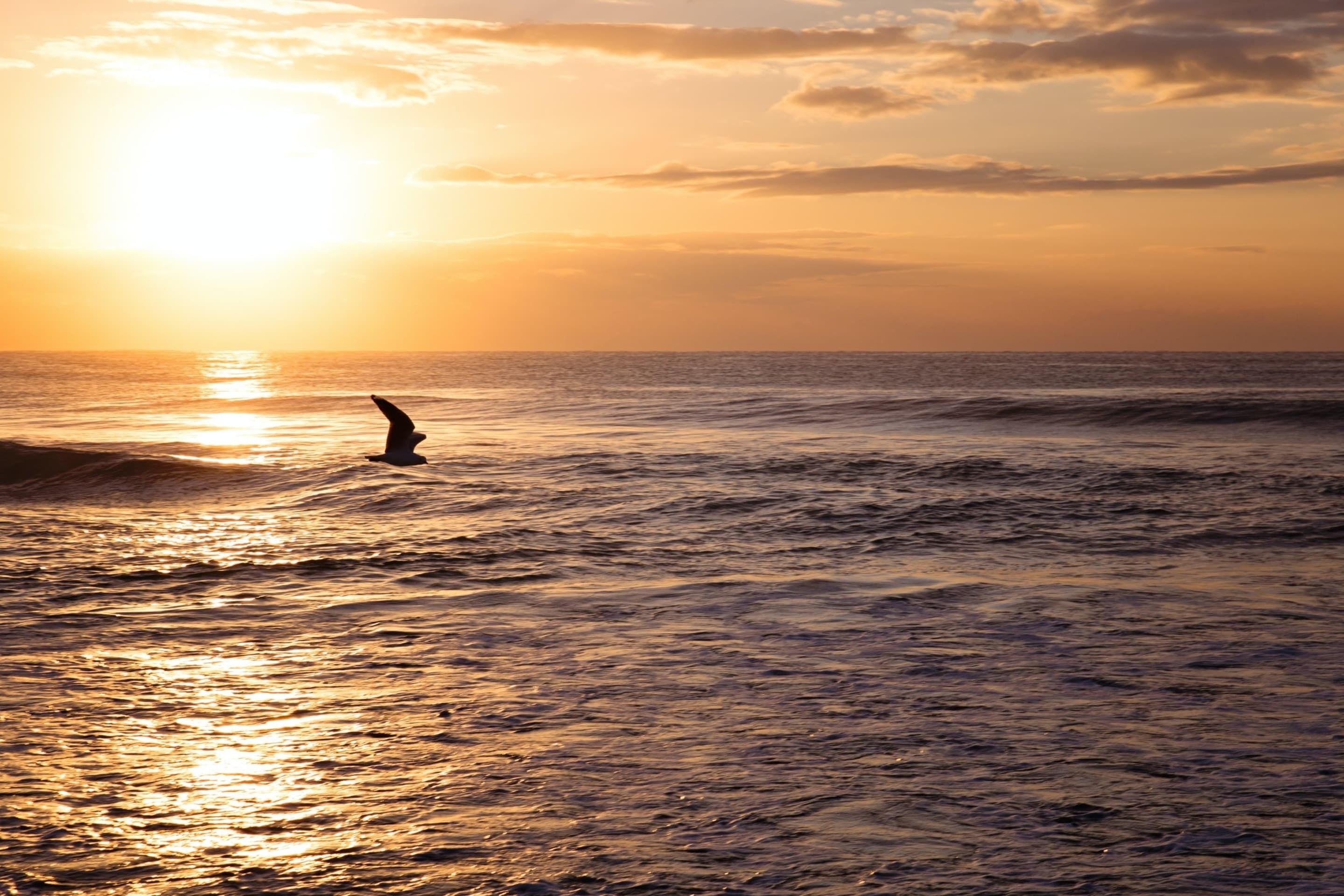 Un atardecer sobre el océano, con la silueta de alguien practicando surf.