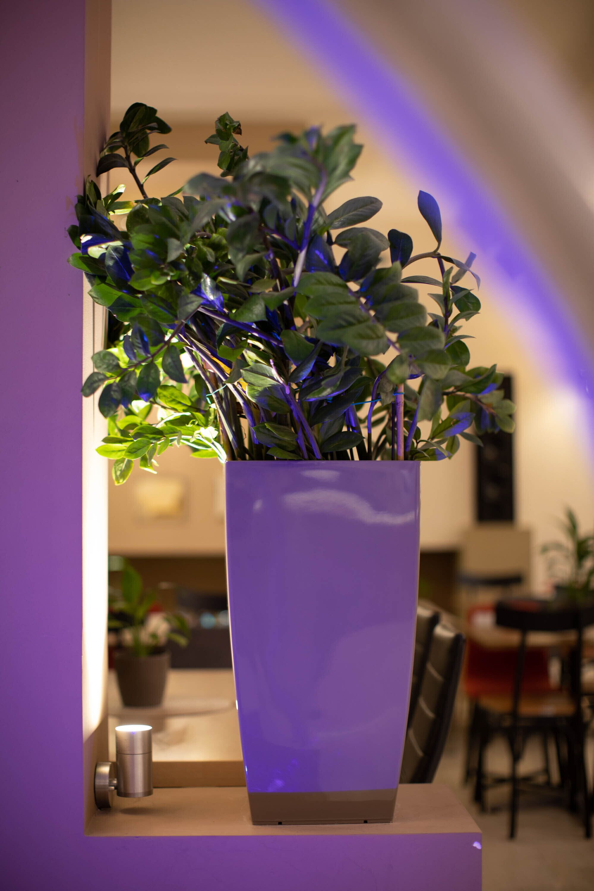 A potted plant in a white vase on a shelf.