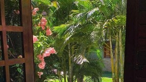 An open wooden door leading to a garden with palm trees and pink flowers. - Paracuru Kitefriends Pousada (Paracuru)