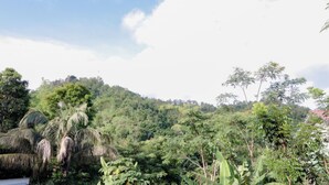 Paisagem verdejante e exuberante, com vegetação densa e uma construção de palha.