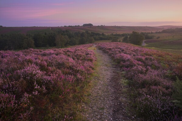 Paisaje rural con un camino de grava que atraviesa campos de brezo morado.