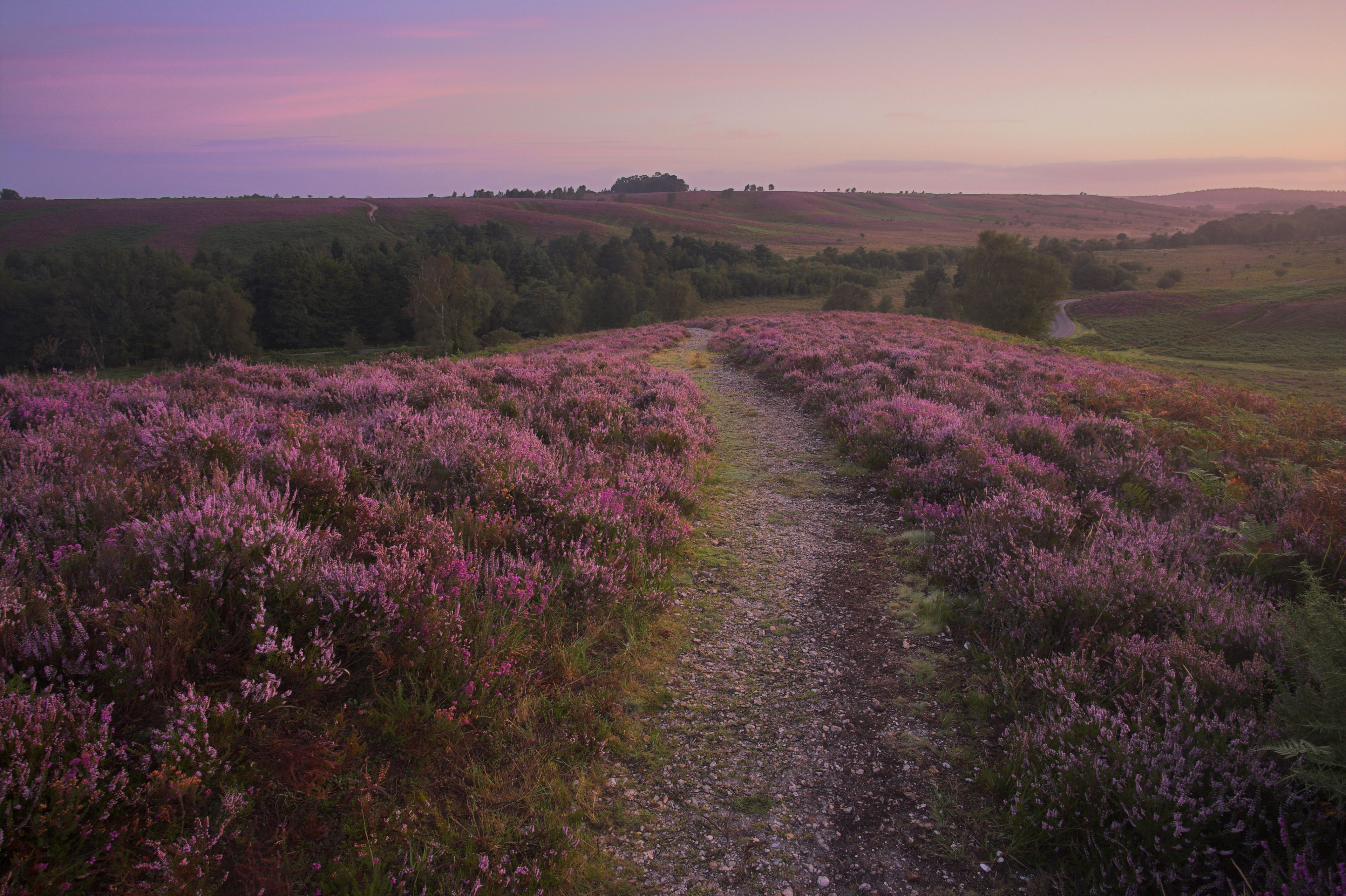 A rural landscape with a gravel path leading through fields of purple heather.