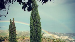 Un jardín con árboles altos y delgados, y una diversidad de arbustos.