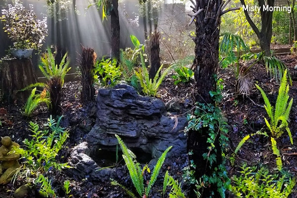Your own little fernery.