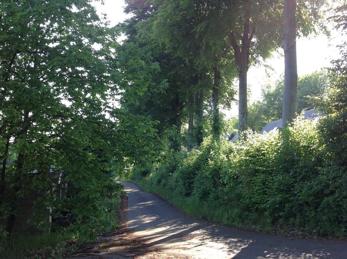 Une route étroite bordée d’arbres, avec un mur de pierres d’un côté et un feuillage dense de l’autre.