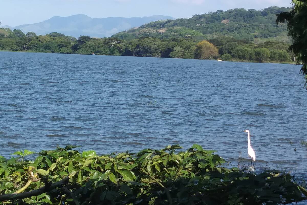 A lake with a white bird on the shore, surrounded by greenery and distant mountains.
