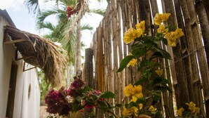 Una valla de madera rústica con flores amarillas en primer plano, una estructura de techo de paja a la izquierda y una palmera al fondo.