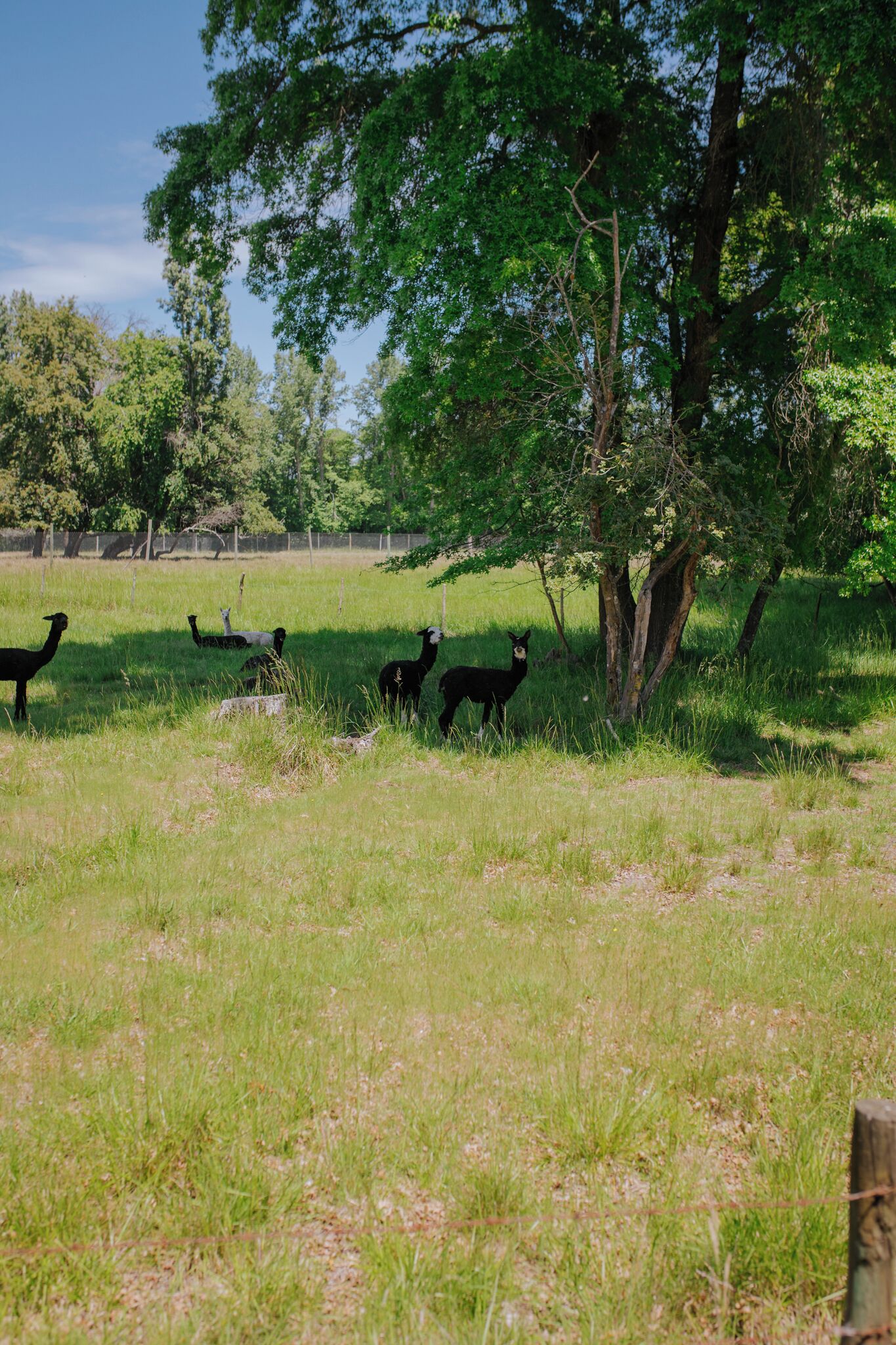 A grassy field with trees and a fence.