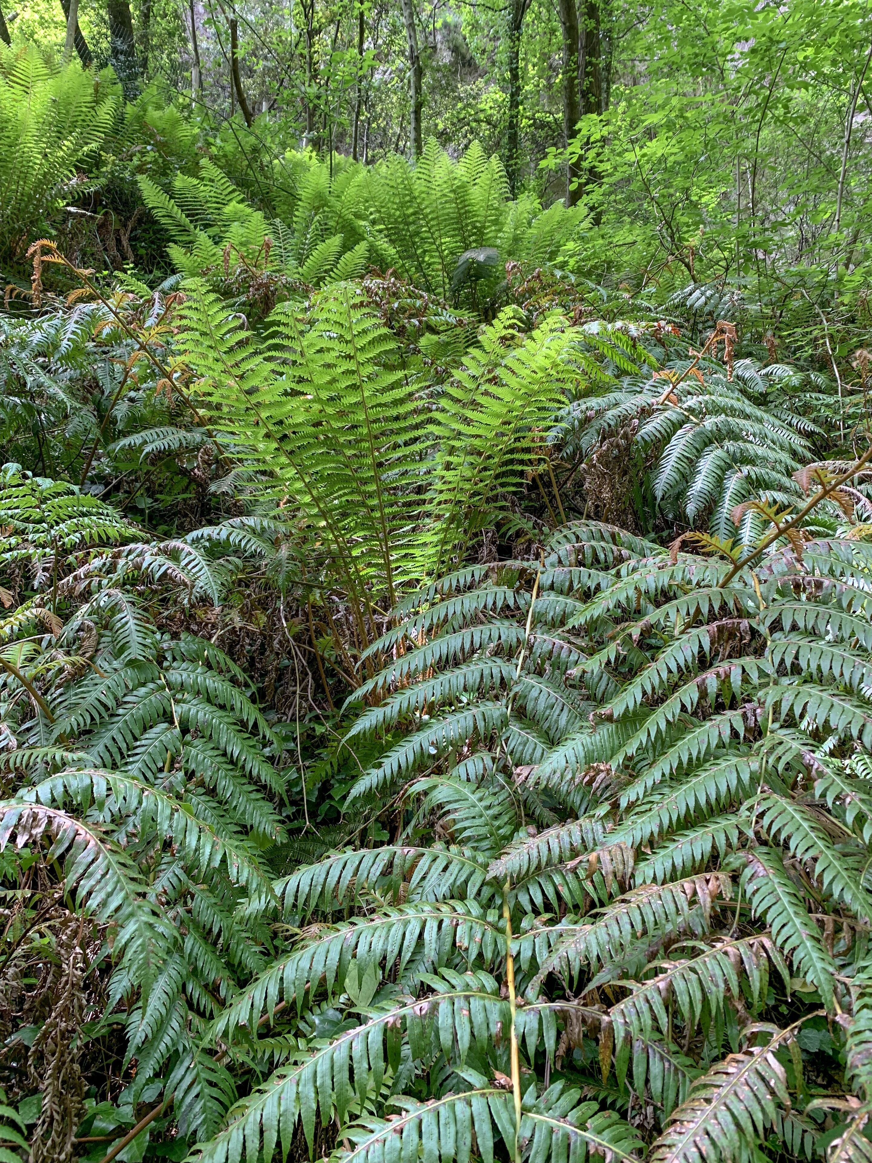 A dense forest with ferns and trees.