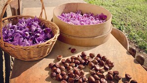 A rustic outdoor setting with a concrete pathway, wooden baskets filled with purple flowers, and scattered chestnuts. - Tenuta Novecento Bio Agriturismo (Agerola)