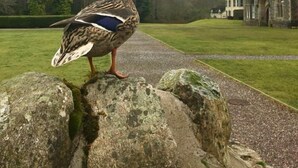 Un pato parado sobre rocas frente a un edificio histórico, con un sendero que lleva a él.