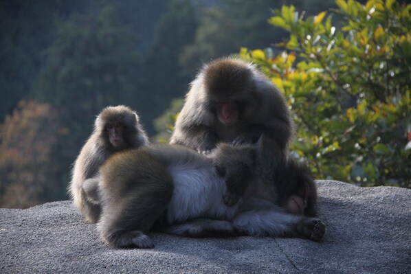 Three monkeys sitting on a rock. - Guesthouse UNILA (Hakusan)
