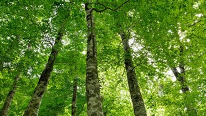 Un bosque denso con árboles altos y un dosel de hojas verdes.