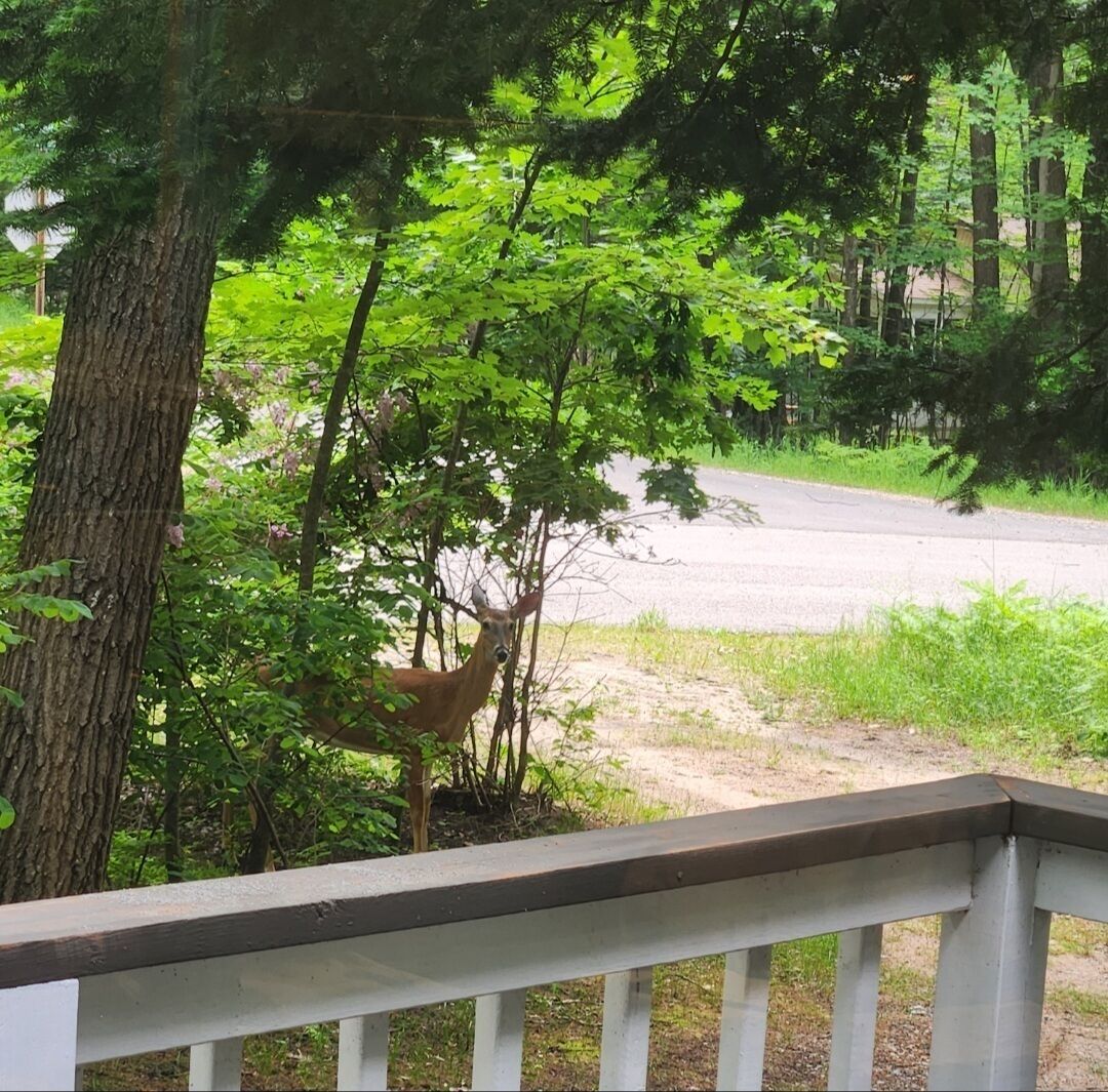 A forested area with a road and a white railing.