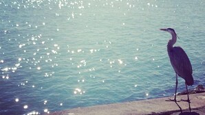 Un ave posada junto a un cuerpo de agua que refleja la luz del sol.