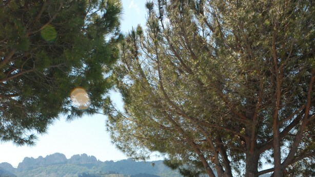 A pool area with striped lounge chairs, a large tree, and a vineyard in the background. - Provence ideally located in the middle of vineyards, single storey villa 8 pers. (Gigondas)