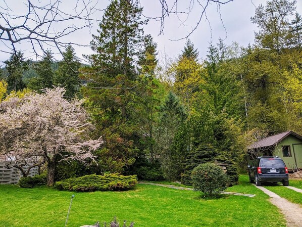 A residential garden with a lawn, a small pond, and a variety of trees including a cherry blossom tree.