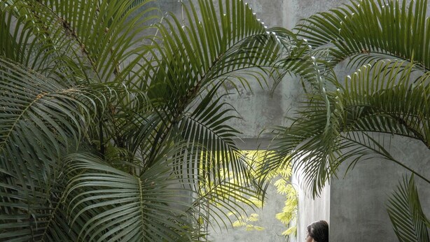 A wooden deck leading to a pool surrounded by lush tropical foliage. - Casa Hormiga (Bacalar)