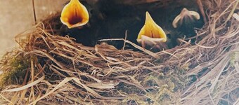 Le Gîte de Saint Phal - Familiehuisje