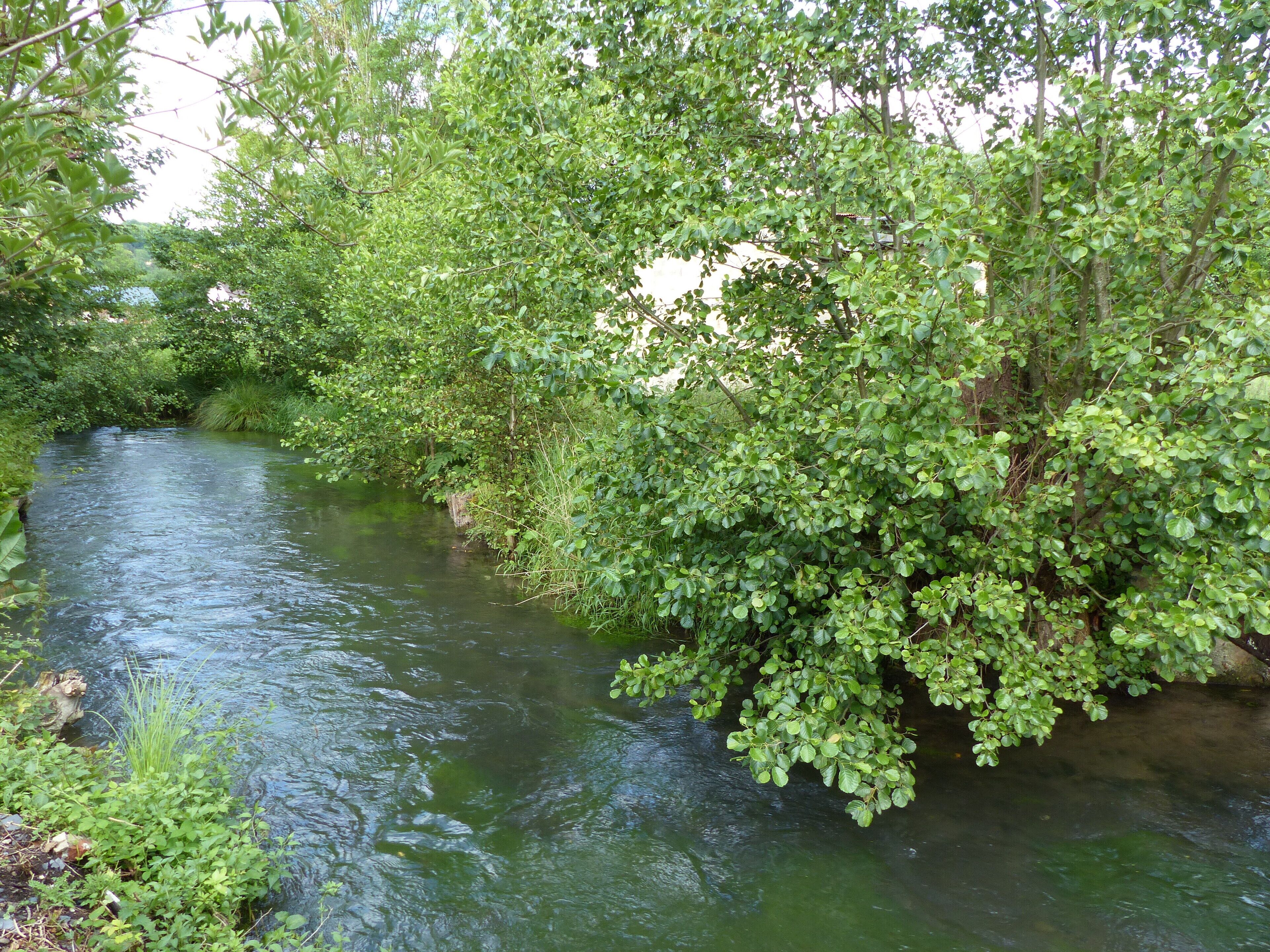 Een rivier omringd door weelderige begroeiing en bomen.