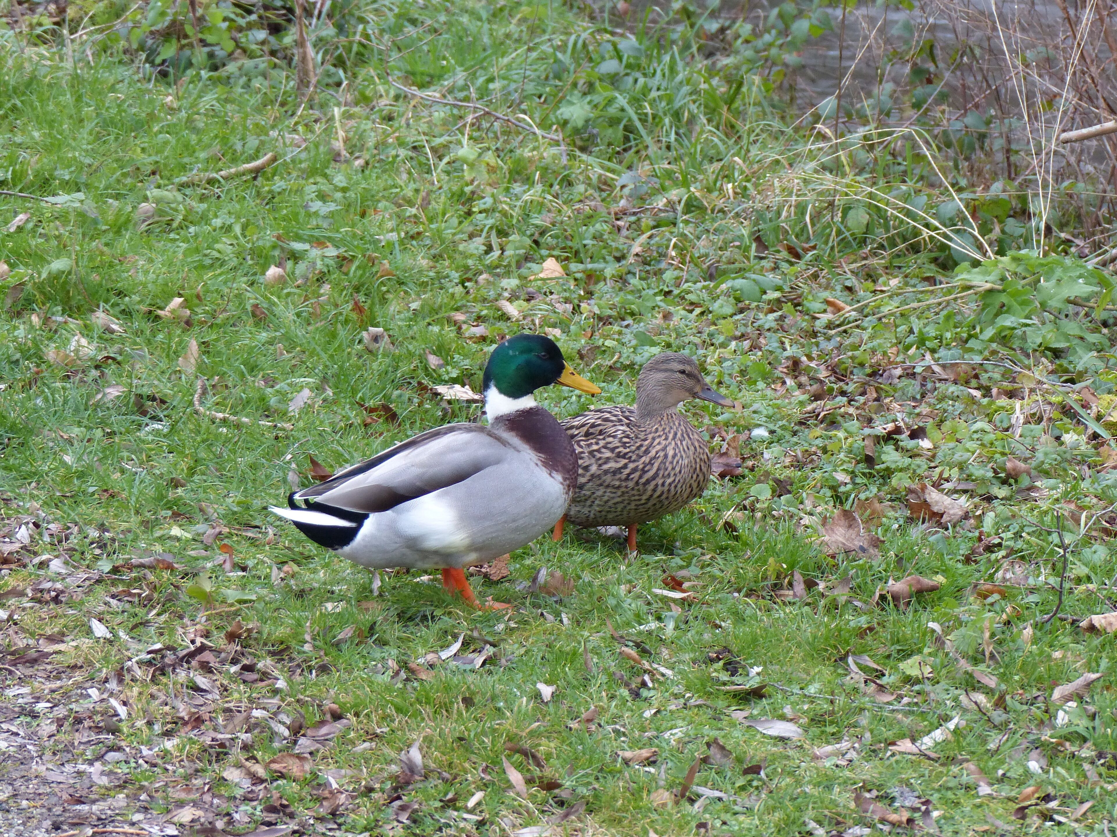 A duck standing on grass with leaves and twigs.