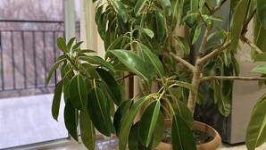 家庭公寓, 花園景 (6) | 意大利 Frette 床單、高級寢具、Tempur-Pedic 床墊、書桌