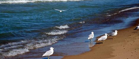 Plage à proximité, serviettes de plage