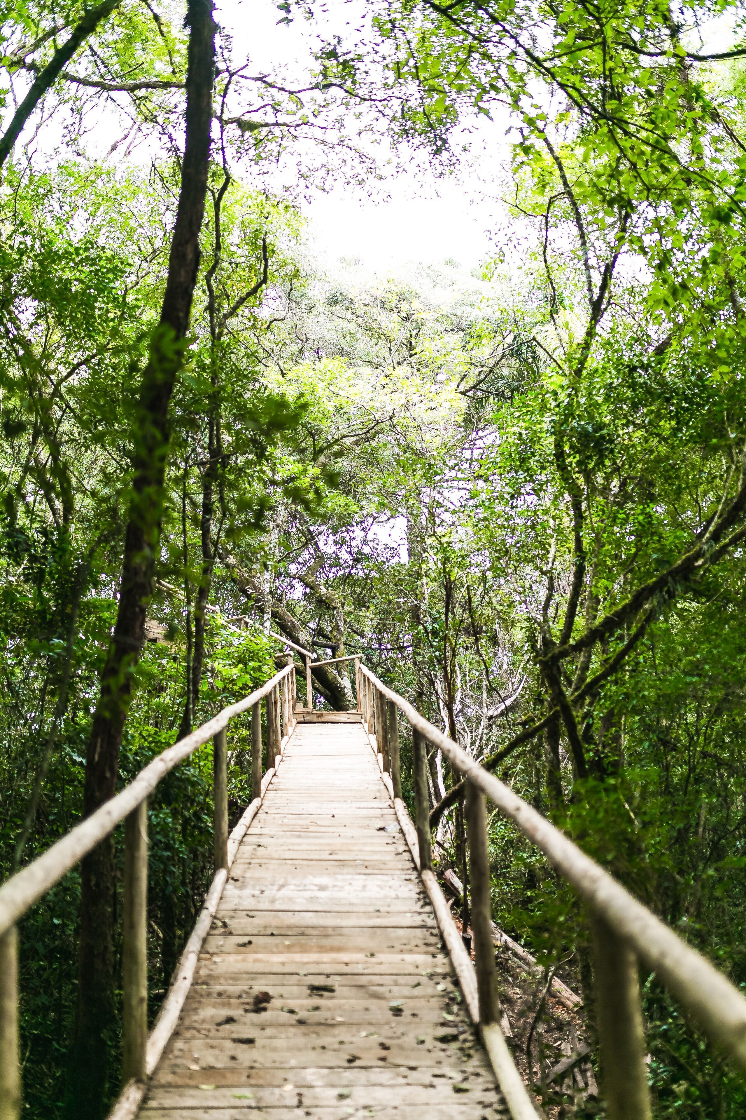 A wooden bridge in a forested area with railings on both sides.