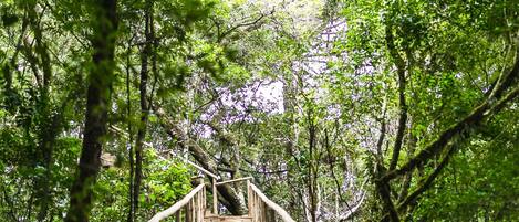 A wooden bridge in a forested area with railings on both sides.