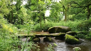 A natural stream with moss-covered rocks and dense greenery. - Chambres d'Hôtes Au Cœur De Breizh (Plouguernevel)