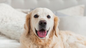A dog lying on a bed with a white blanket and pillows. - Hotel B&B Ardea Rimini (Rimini)
