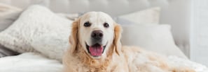 Um cão deitado em uma cama com um cobertor branco e travesseiros.