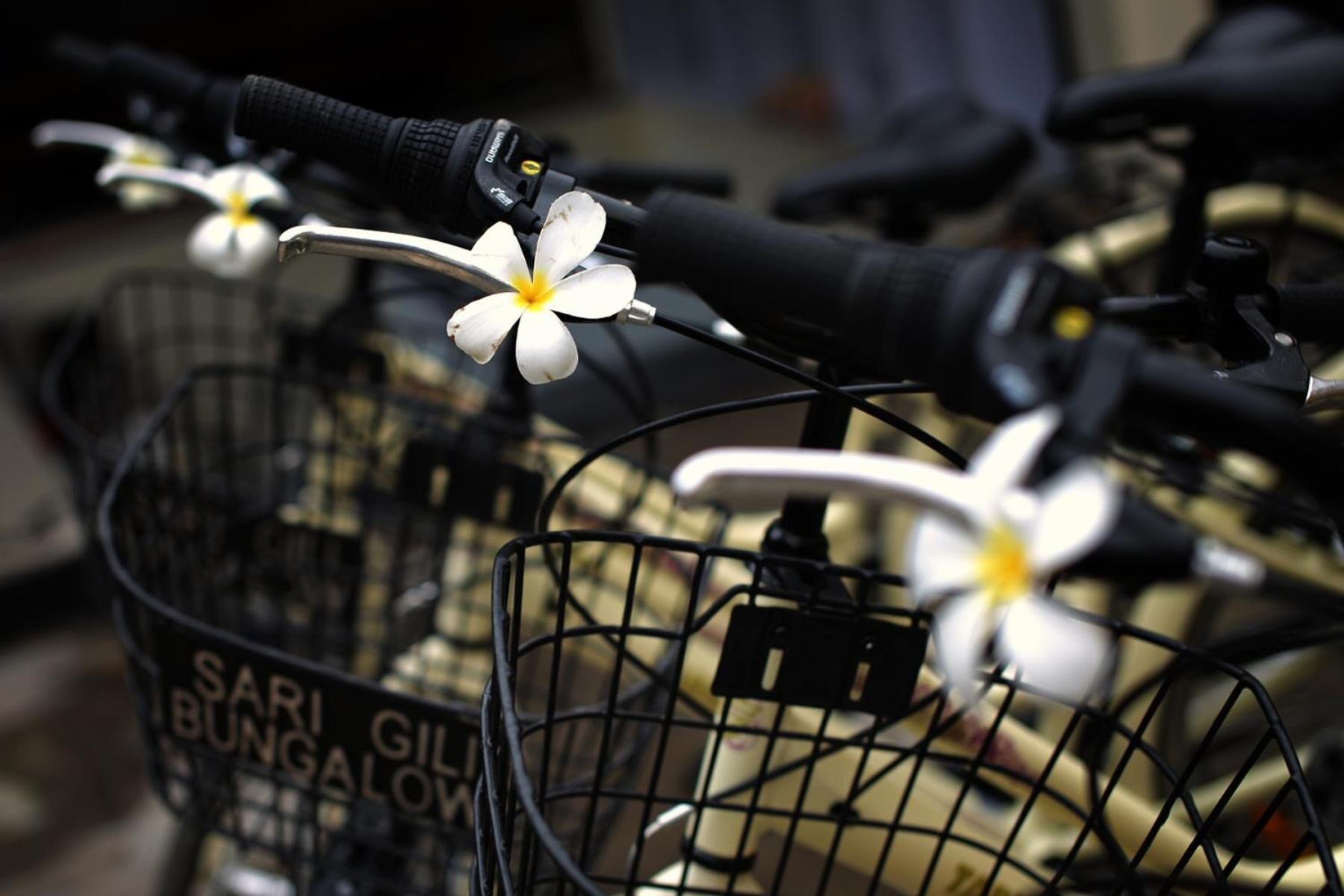 Photo - Sari Gili Bungalow