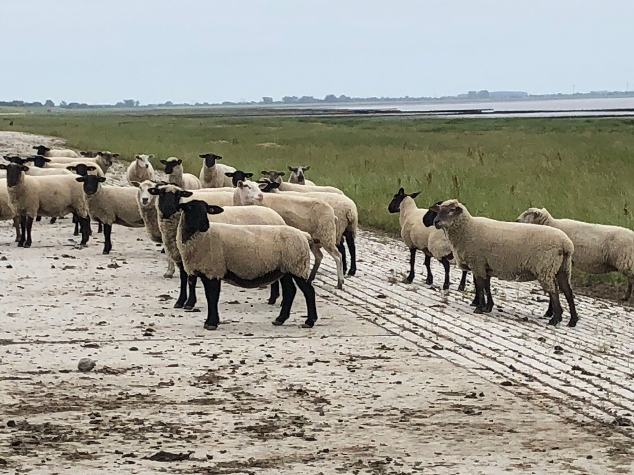 Un grupo de ovejas en un sendero de tierra con un campo cubierto de hierba al fondo.