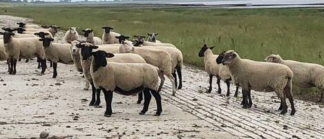 Un grupo de ovejas en un sendero de tierra con un campo cubierto de hierba al fondo.