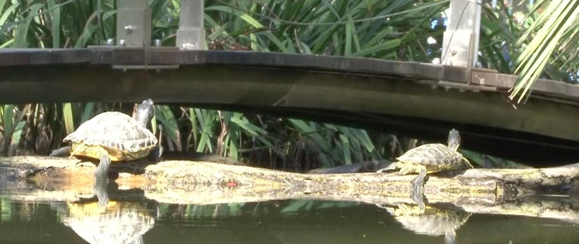 A bridge over a body of water with turtles on a log.