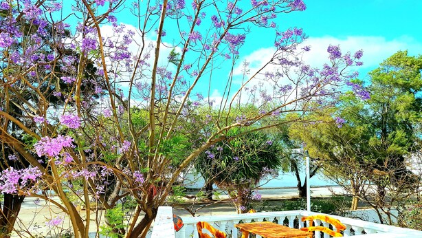 Exclusive Villa, 2 Bedrooms, Beachside | Garden view - Dar Jaafar (La Marsa)