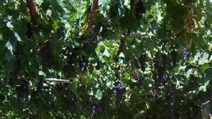 Un vignoble avec des rangées de vignes et des grappes de raisins noirs.