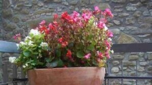 Un pot en terre cuite orné d’un motif en forme de fleur de lys, contenant des fleurs roses et blanches, est placé sur une zone pavée de pierres, avec un mur de pierre et une clôture en métal en arrière-plan.