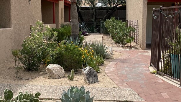 A courtyard with cacti, a palm tree, and a brick pathway.