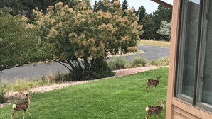 A view of a grassy area with three deer, a tree, and a building with a window. - A Spacious Home With Great Views & Wildlife (Parker)