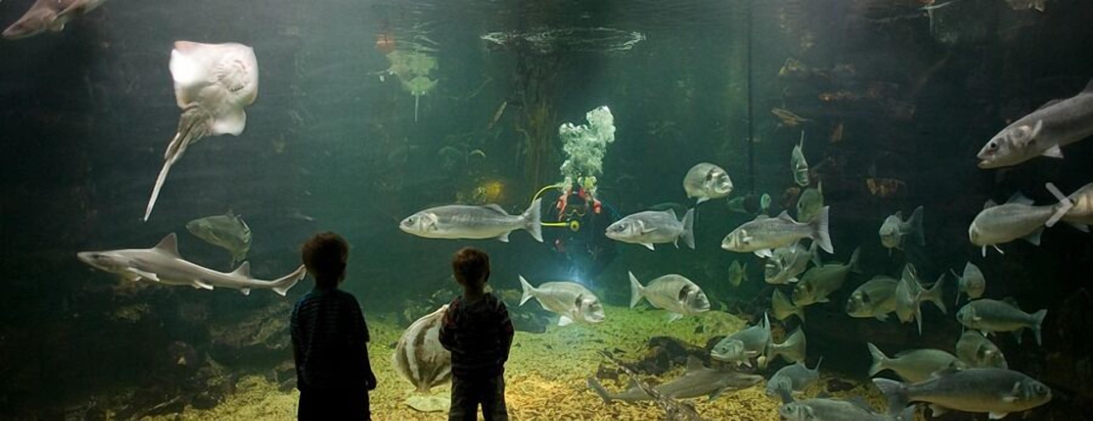 An aquarium with various fish species, including sharks and rays, viewed by two children.