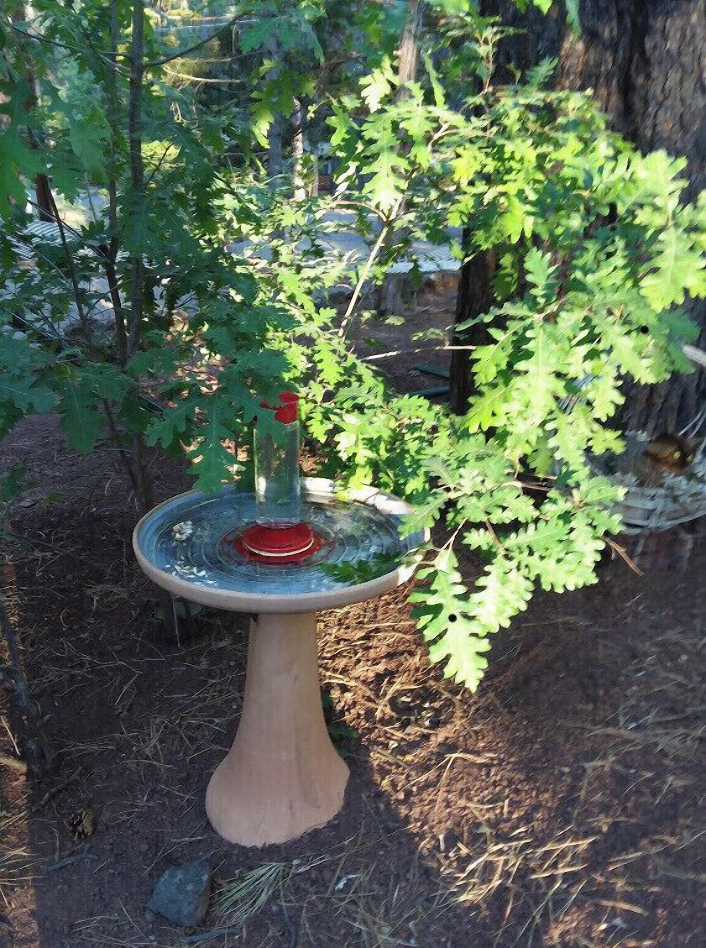 Un abreuvoir à oiseaux agrémenté d’une mangeoire rouge, le tout installé dans un jardin.