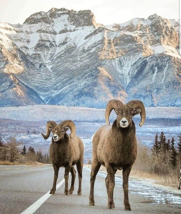 Two bighorn sheep on a road with a mountainous backdrop.