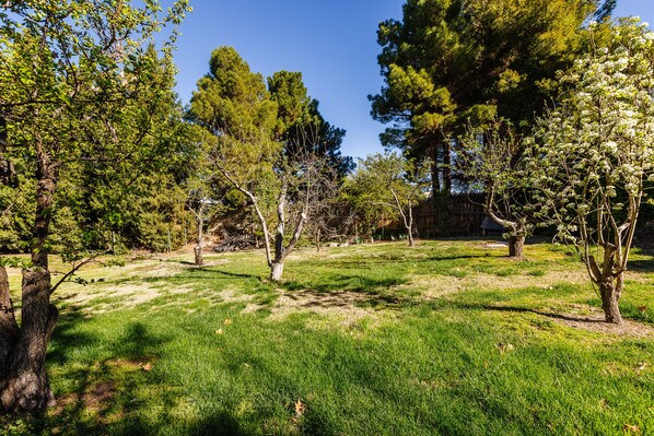 Surrounded by diverse trees and lush greenery, this serene outdoor space invites relaxation.