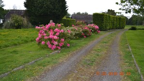Un sentier rural bordé de haies et de plantes en fleurs.